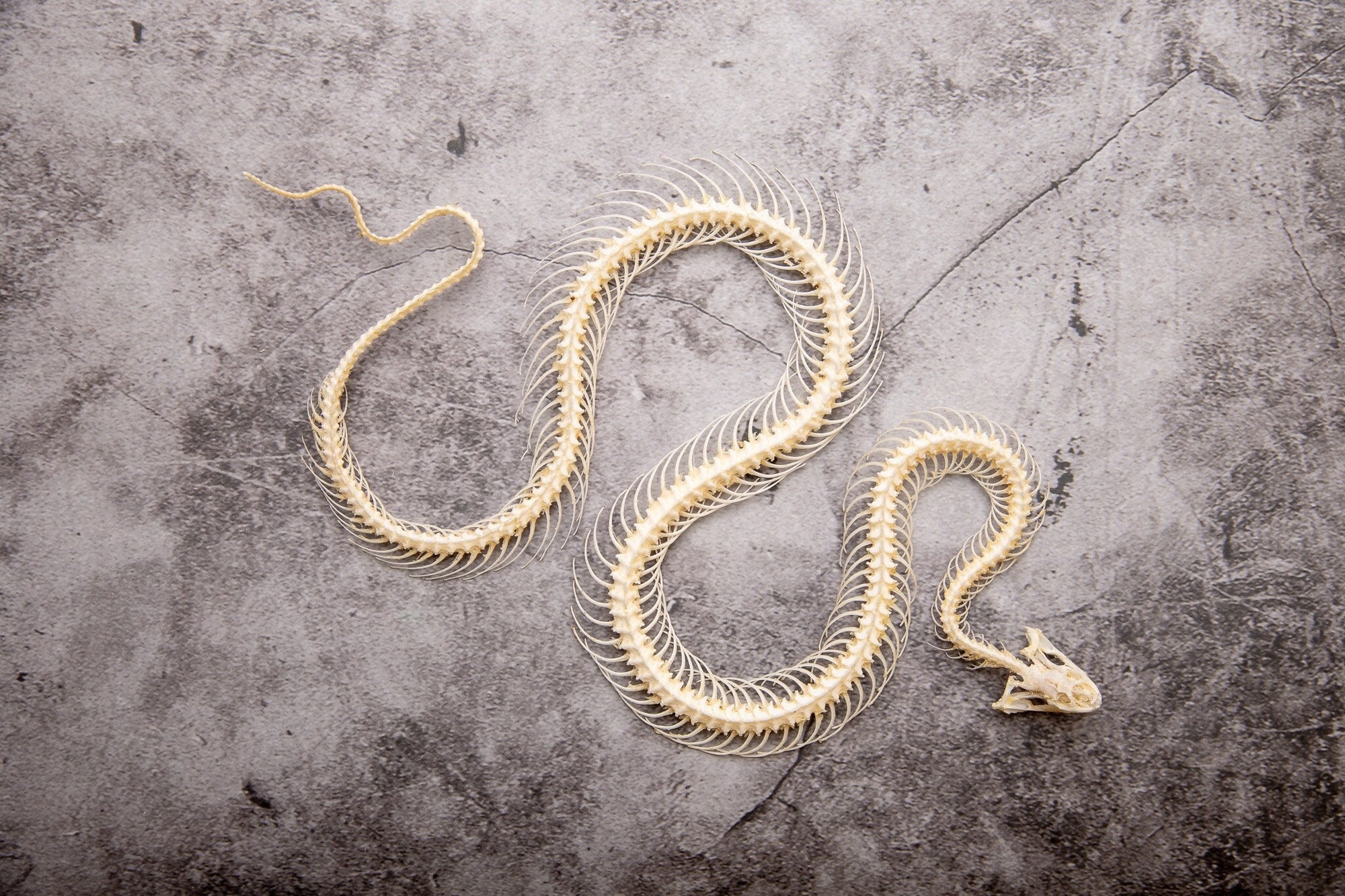Reuss' Water Snake (Enhydris alternans) | A1 Curved Skeleton Specimen