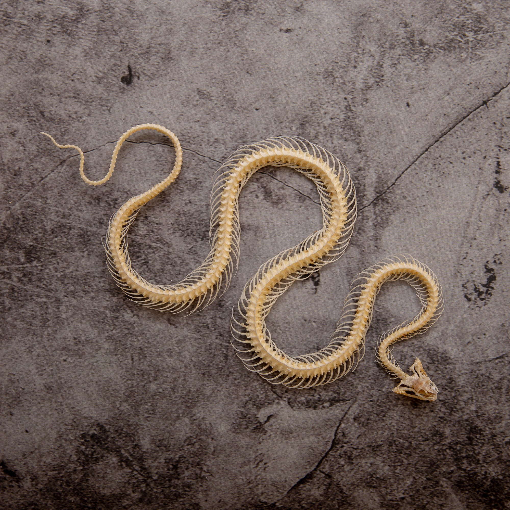 Striped Keelback Snake (Xenochrophis vittatus) | A1 Curved Skeleton Specimen