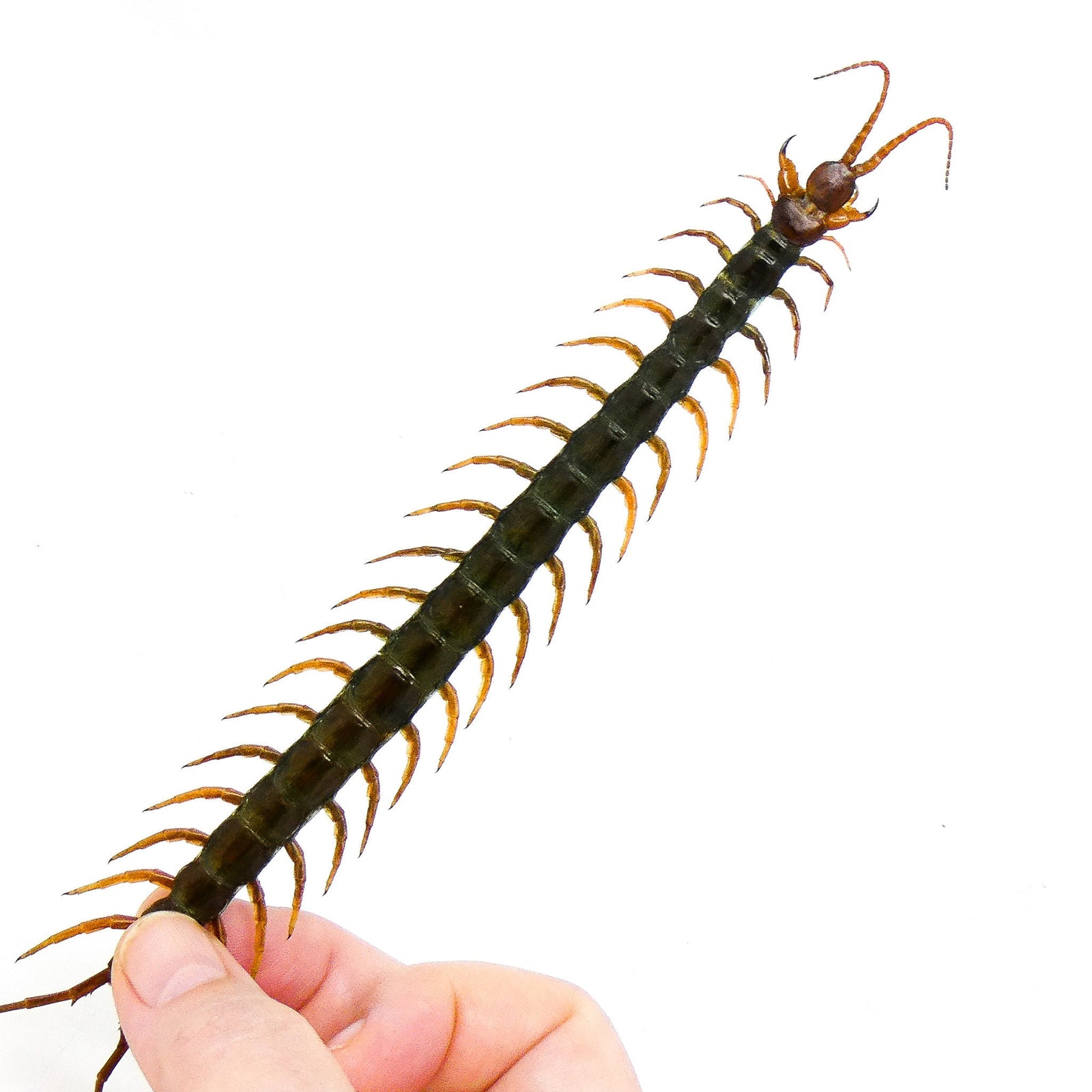 TWO (2) Java Centipedes (Scolopendra morsitans) 6.5inches A1 Real Entomology Specimens