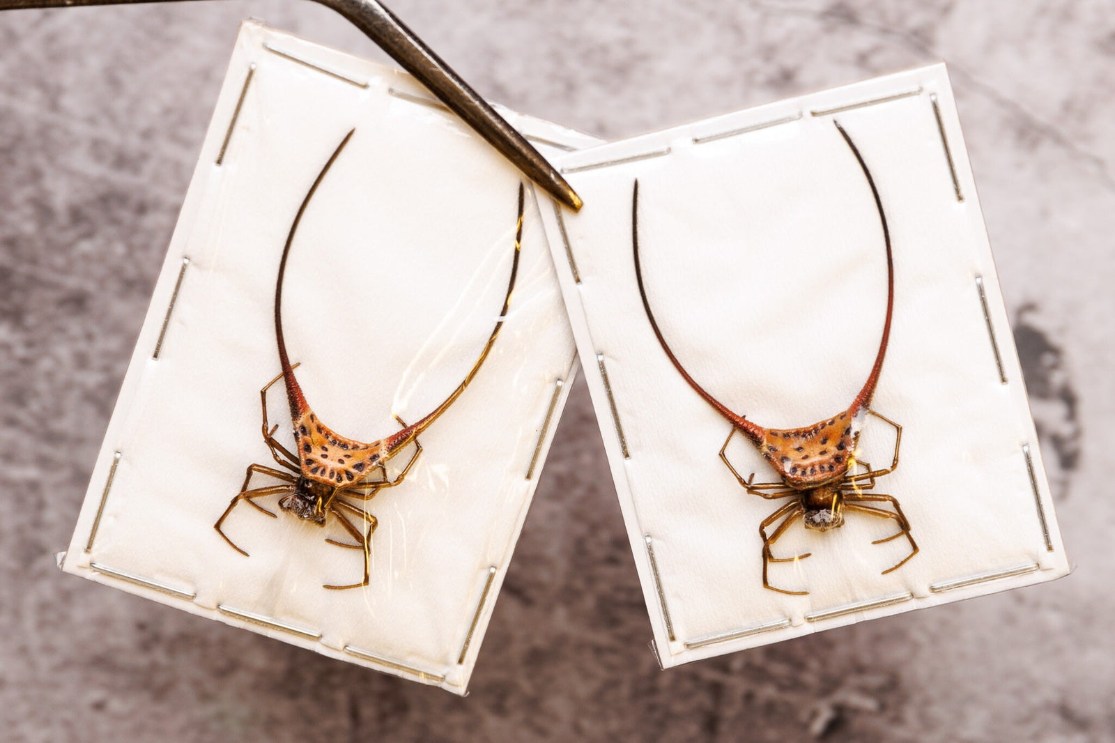 TWO (2) Spiny Orbweaver Spiders (Macracantha arcuata) 1.5inch A1 Real Entomology Specimens