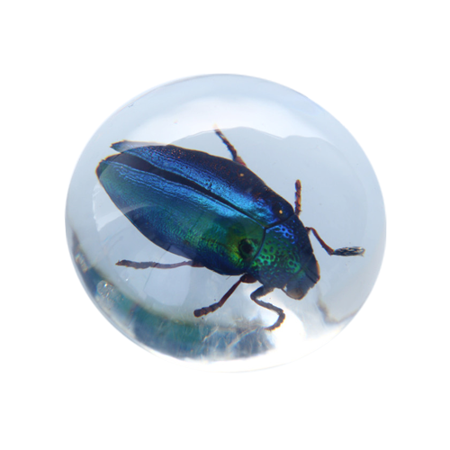 METALLIC JEWEL BEETLE RESIN PAPERWEIGHT 50MM
