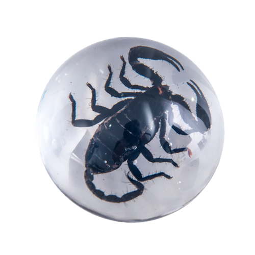 SCORPION RESIN PAPERWEIGHT 50MM-100MM