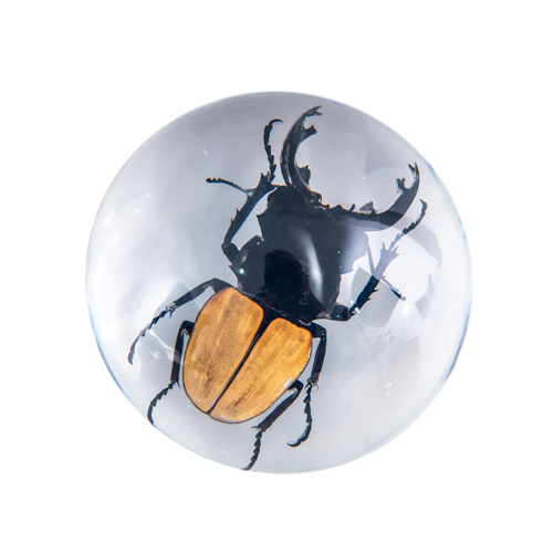 ORANGE STAG BEETLE RESIN PAPERWEIGHT 100MM