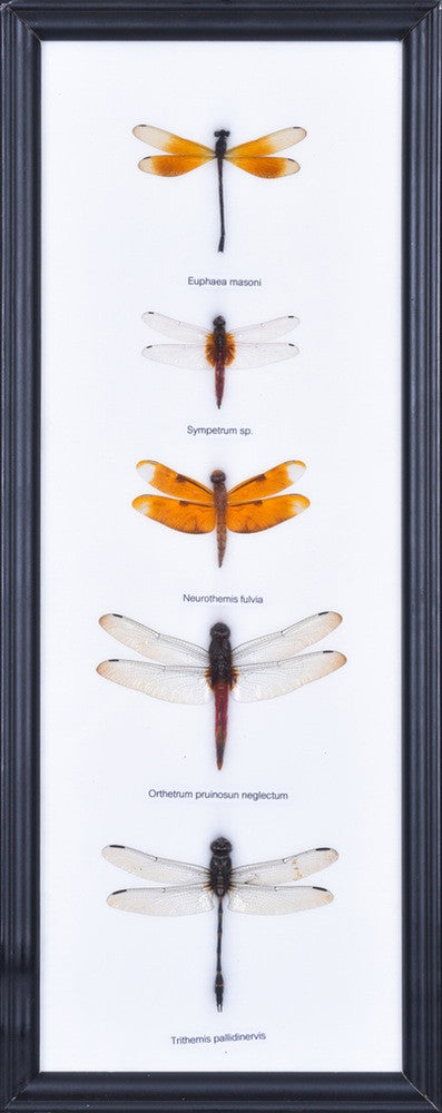 DAMSELFLIES MOUNTED IN WALL HANGING FRAME, 15 X 6 INCH