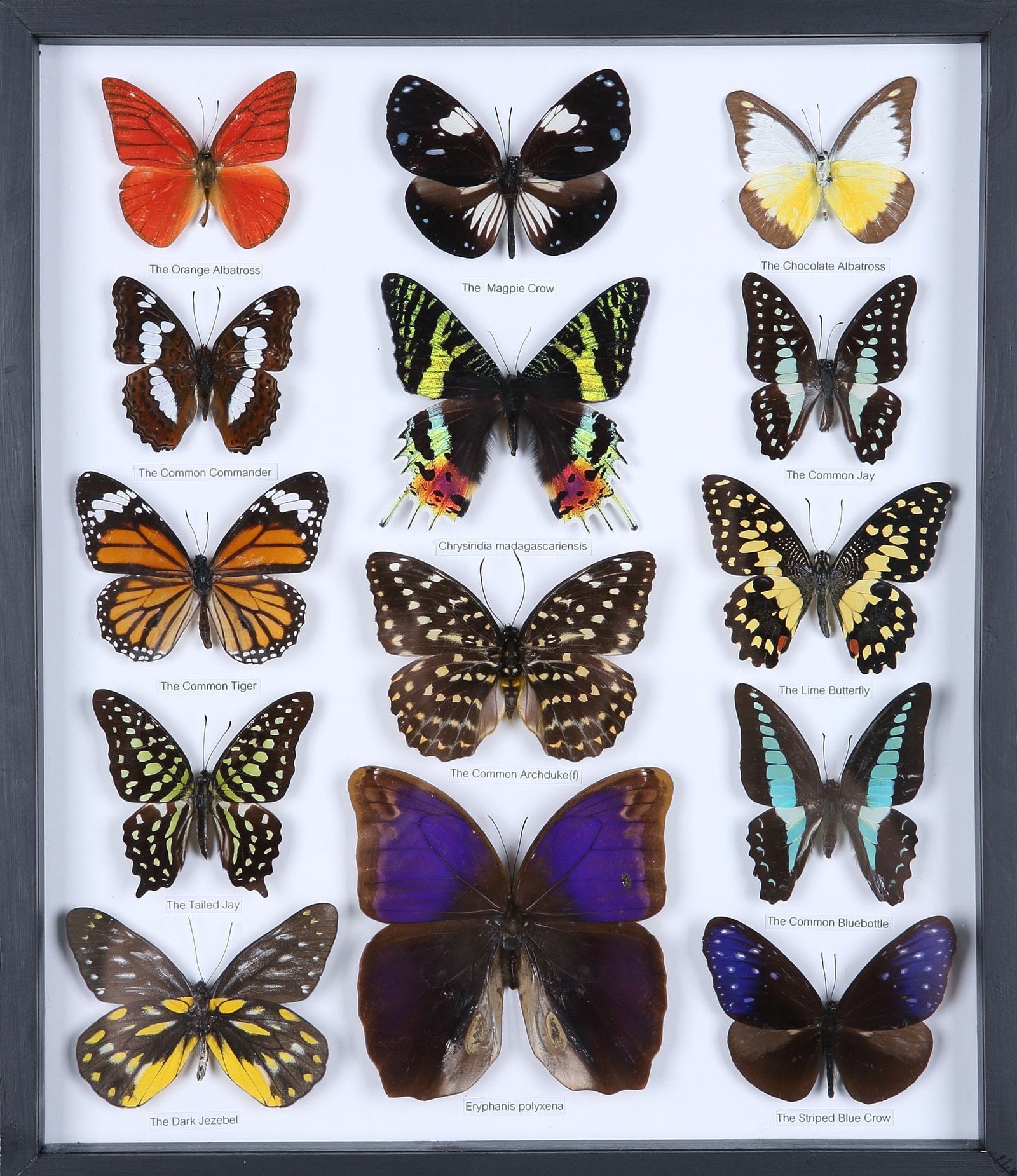 Classic Butterfly Collection | Museum-Quality 3D Display Frame | 14 Tropical Species
