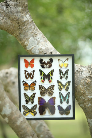 Real Butterfly Collection | 3D Wall Frame Taxidermy Butterflies 340x295x30mm
