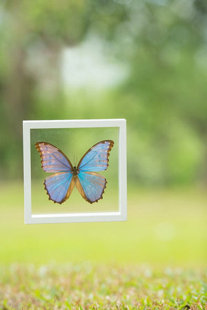 The Giant Blue Morpho (Morpho didius) Butterfly Taxidermy | See-through double glass frame  | 180 x 180 x 25 mm