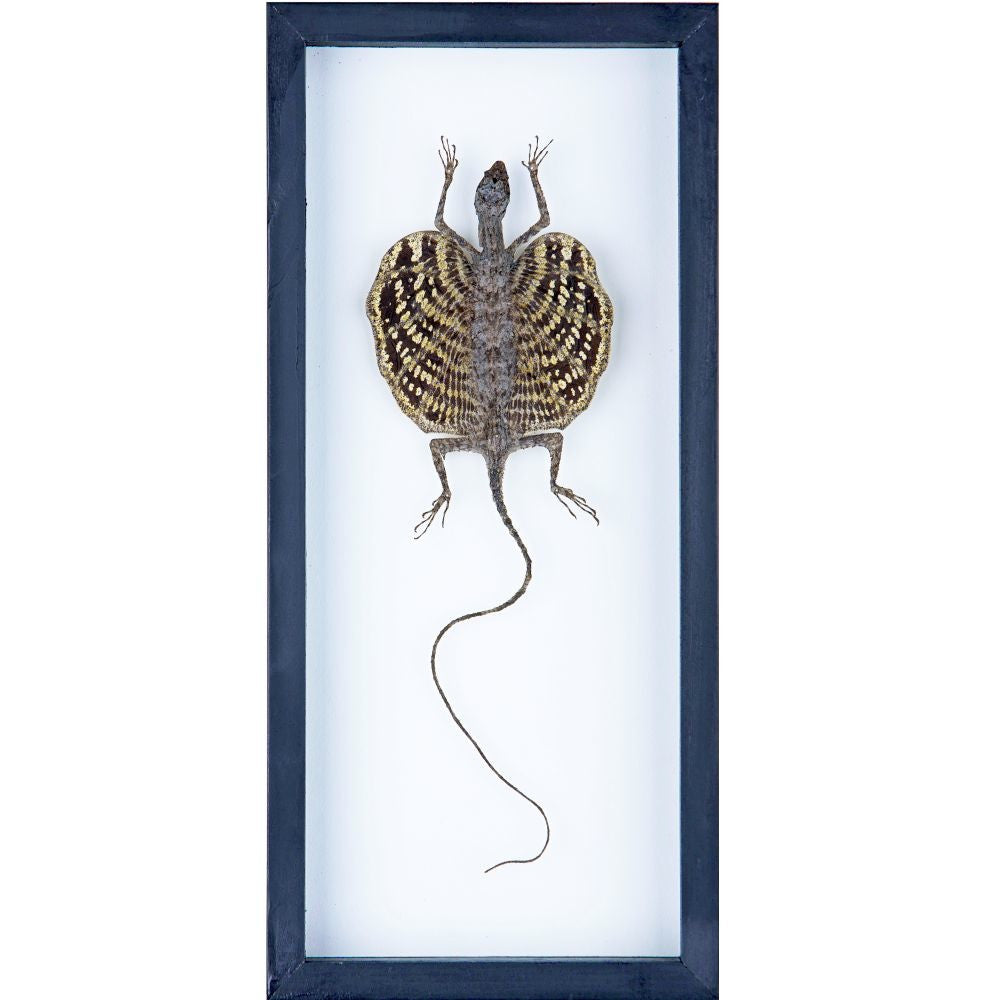 Flying Dragon Taxidermy Display - Draco Lizard in Double Glass Frame