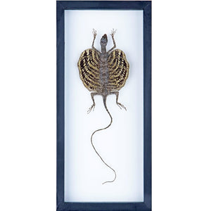 Flying Dragon Taxidermy Display - Draco Lizard in Double Glass Frame